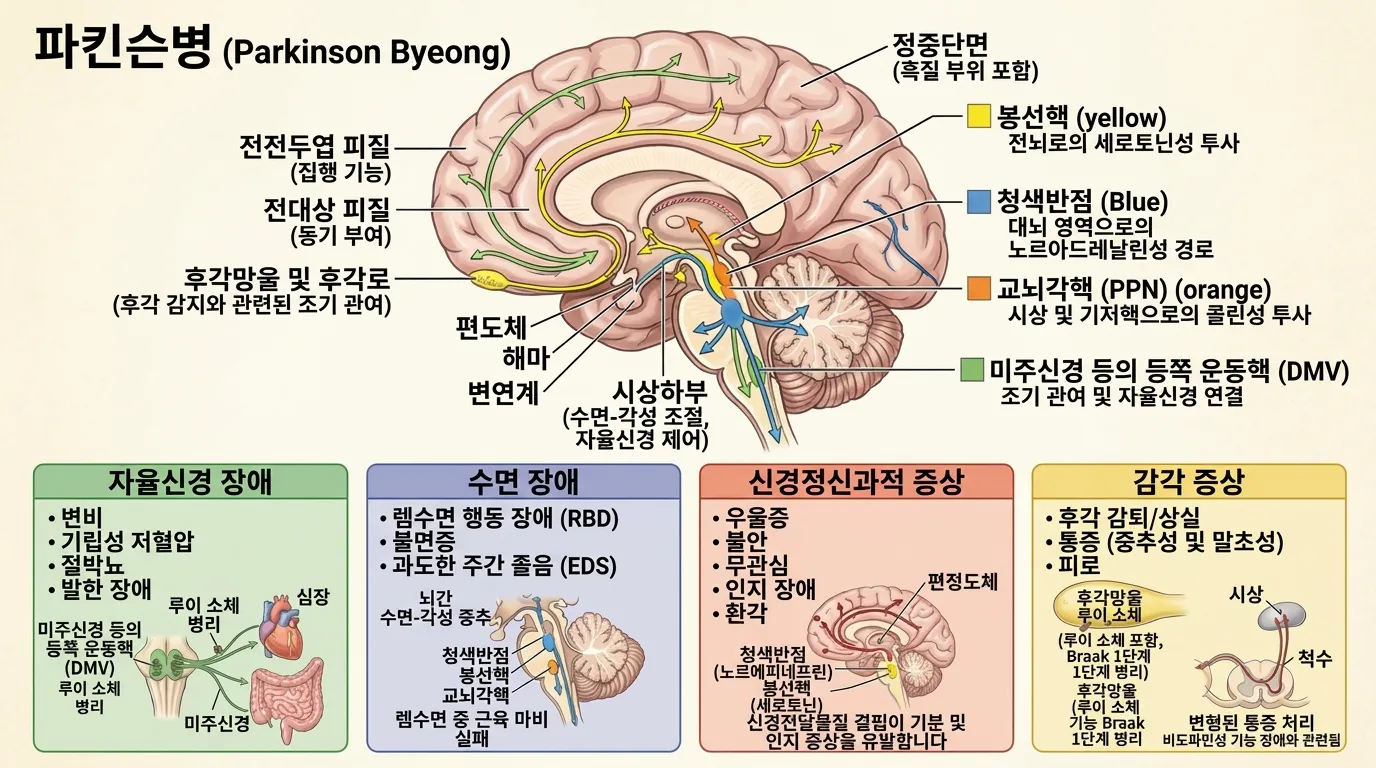 비운동 증상의 신경해부학적 경로와 신경전달물질 시스템